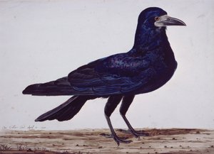 Un corvo